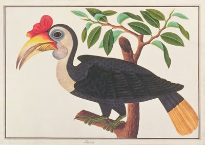 Wrinkled Hornbill, from Drawings of Birds from Malacca by Chinese School